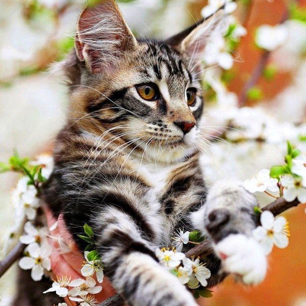 котик весна