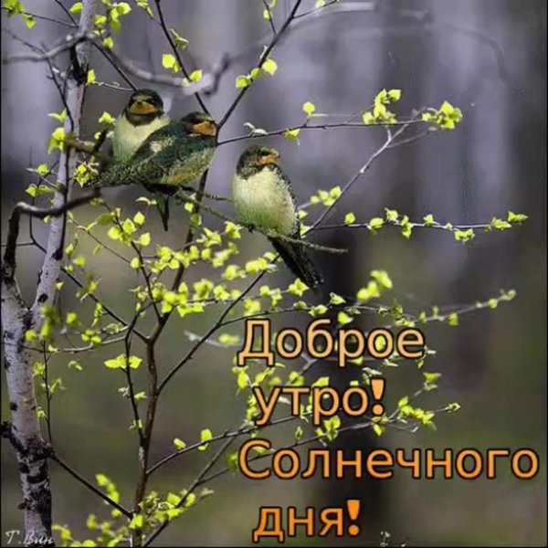 доброго весенненнго дня