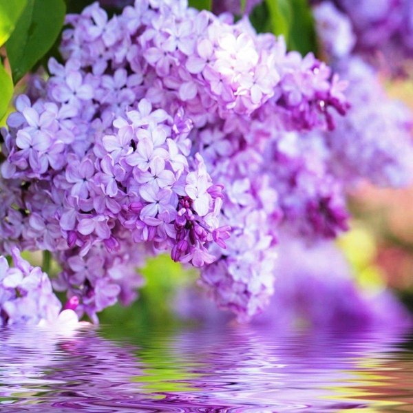 сирень цветёт