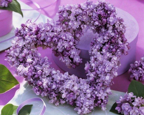 сердце сирени