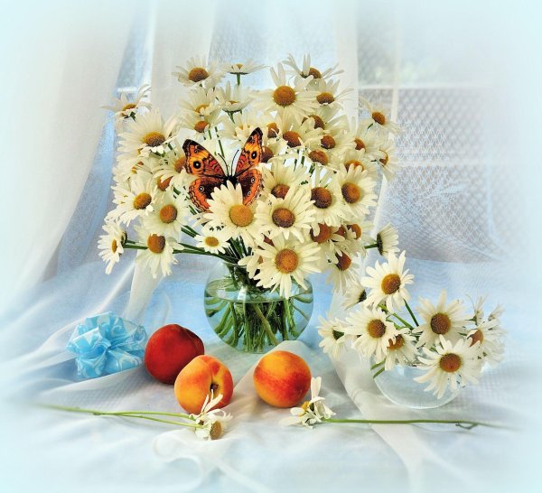 фотонатюрморты татьяны скороход ромашки