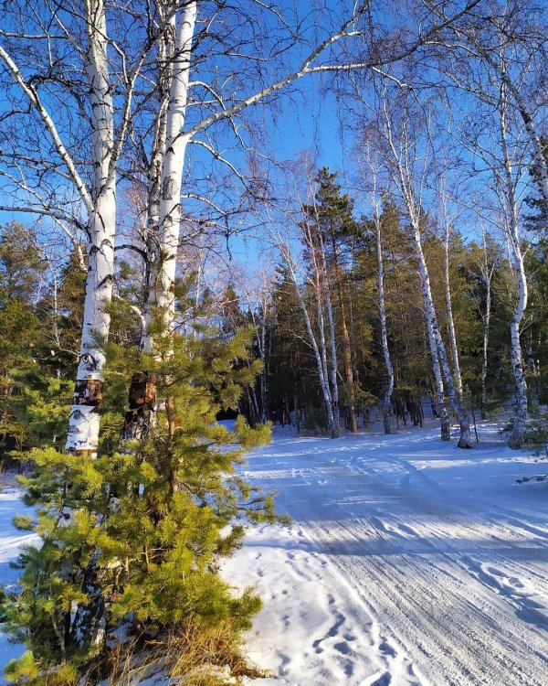 зимняя березовая роща