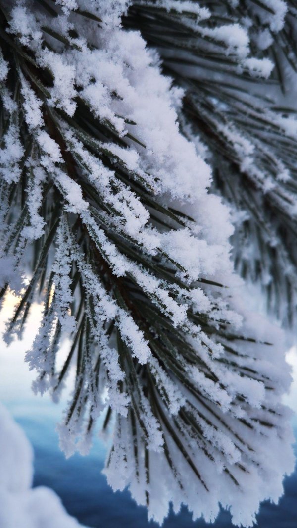 январь природа