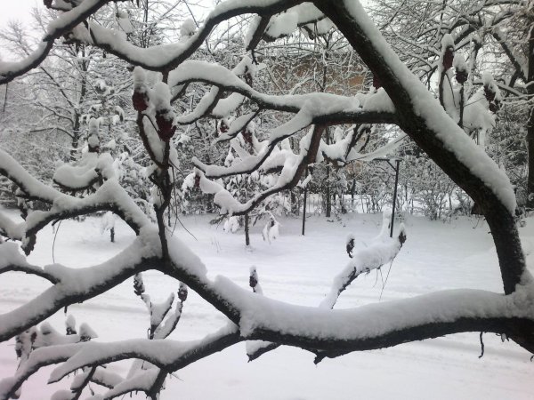 ветка в снегу