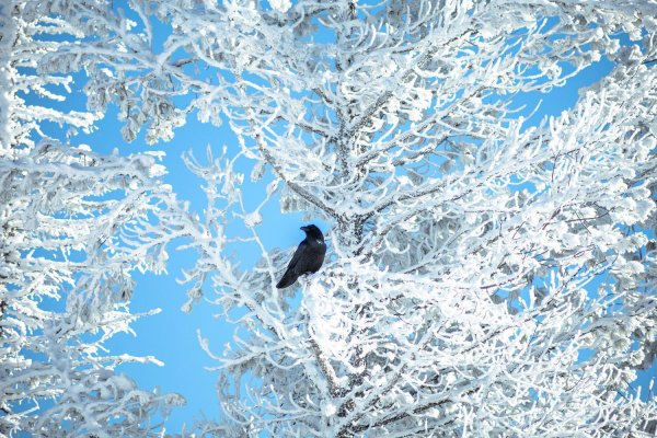 вороны на снегу