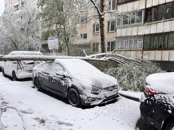 упавшее дерево