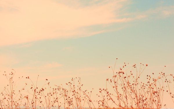 красивые эстетичные фоны