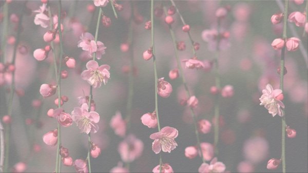 цветки сакуры