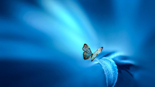 голубая бабочка