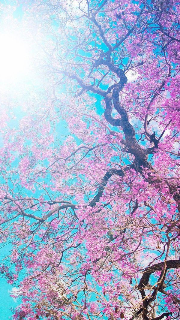 blossom tree
