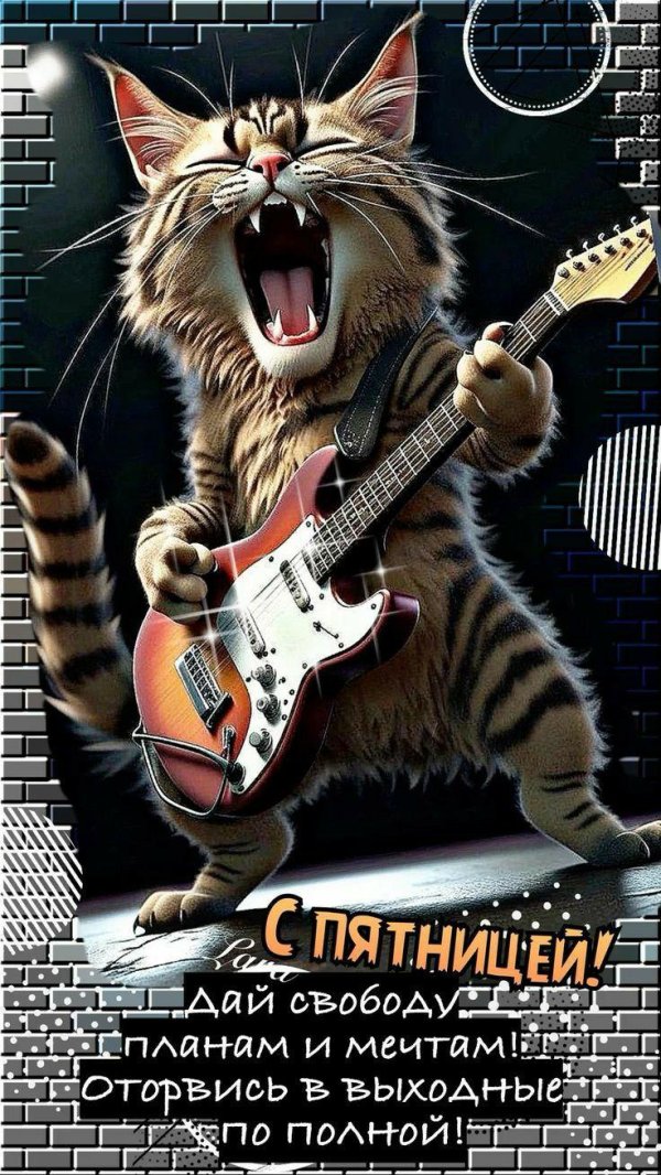 кот с гитарой