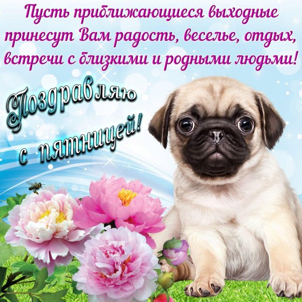 милые мопсы