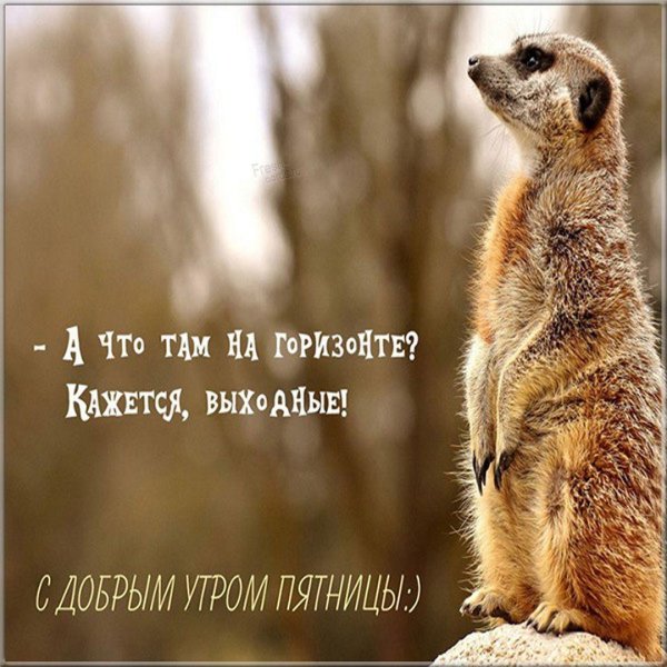 доброго утра пятница прикольные