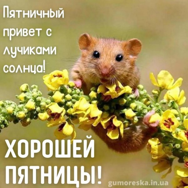 полевая мышь