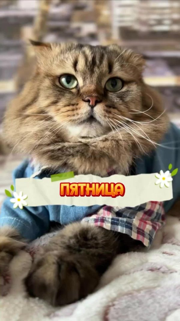 понедельник котики