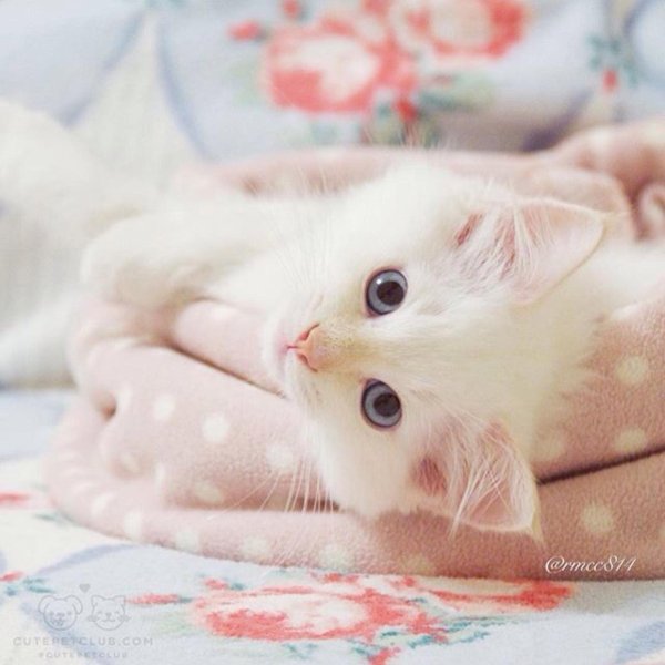 милые кошки