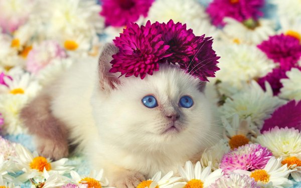 котенок красивый