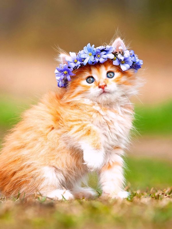 очаровательные котята