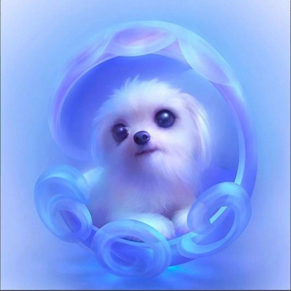 милая собачка