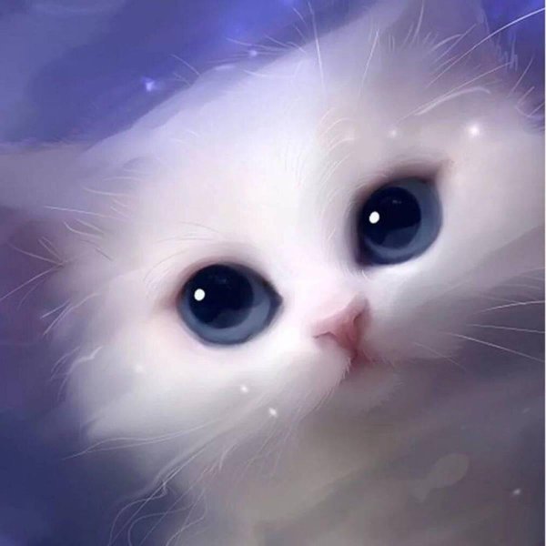 красивые котики