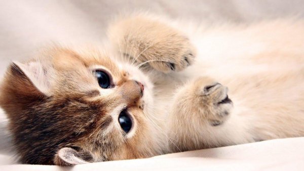 котенок красивый