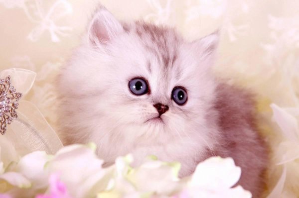 персидская шиншилла