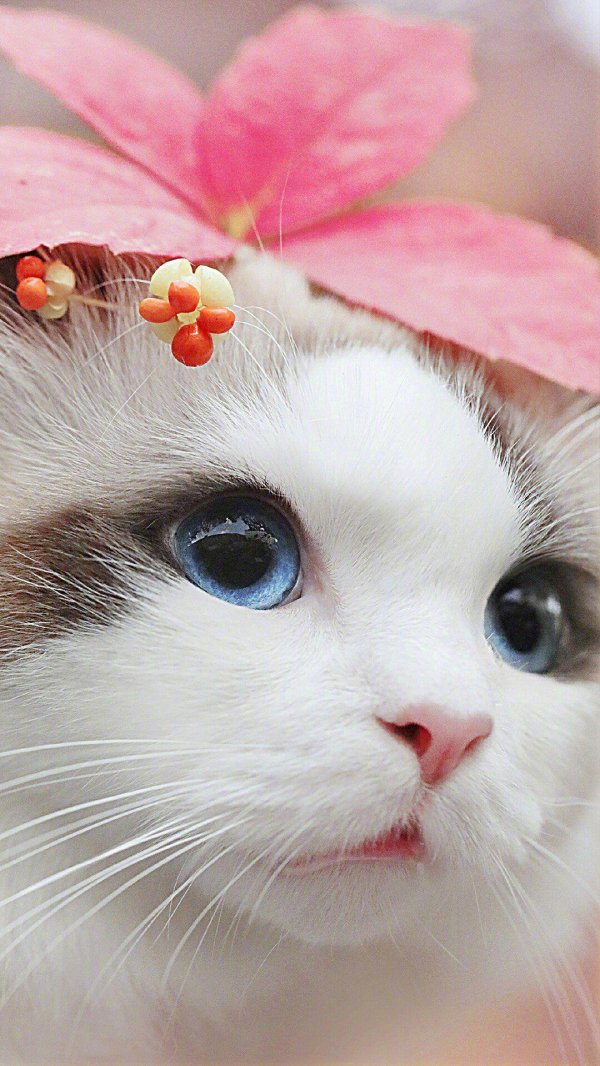 милые котенок