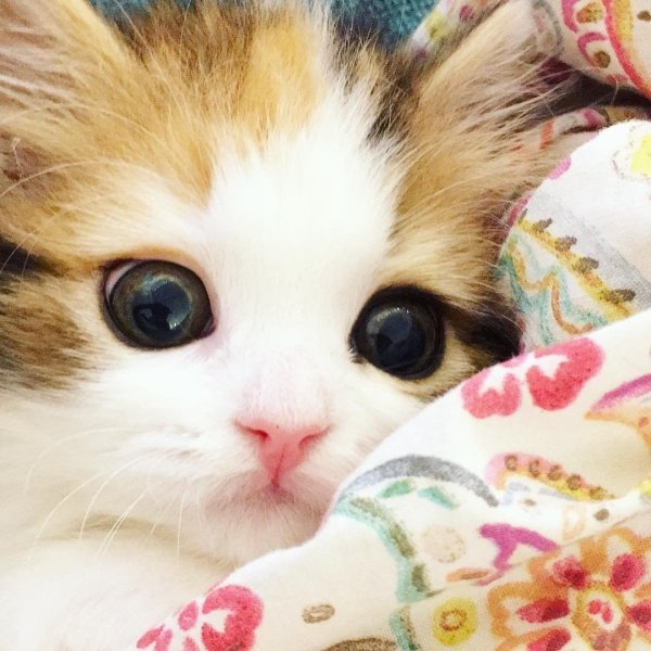 котики милые