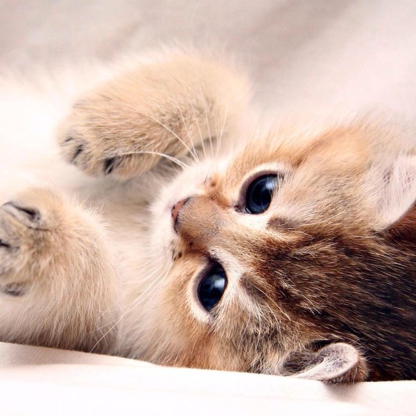 милые котенок