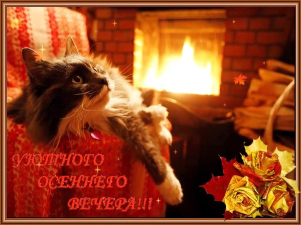 котик у камина