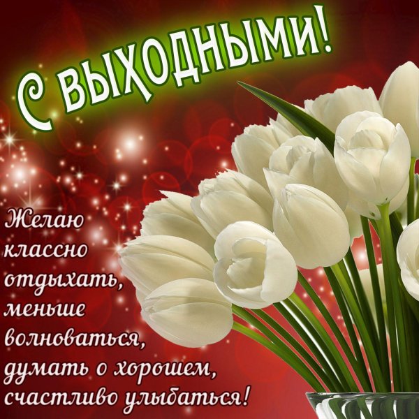 белые тюльпаны