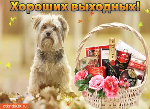 прекрасного выходного дня