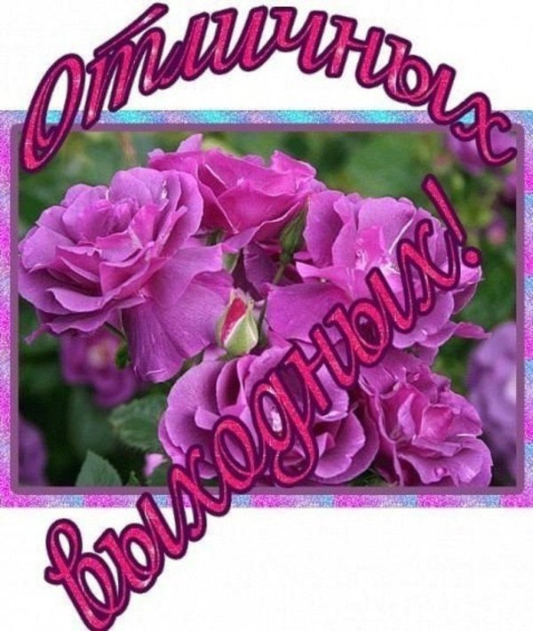 инес састре роза