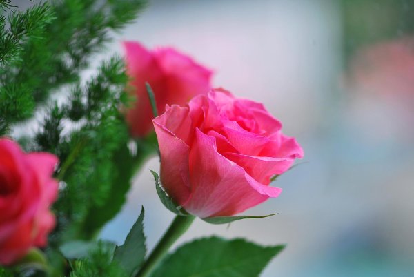 нежная роза