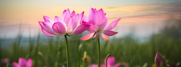 цветки лотоса