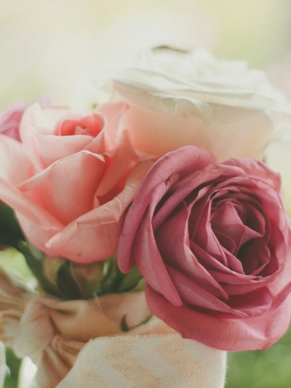 роза розовая