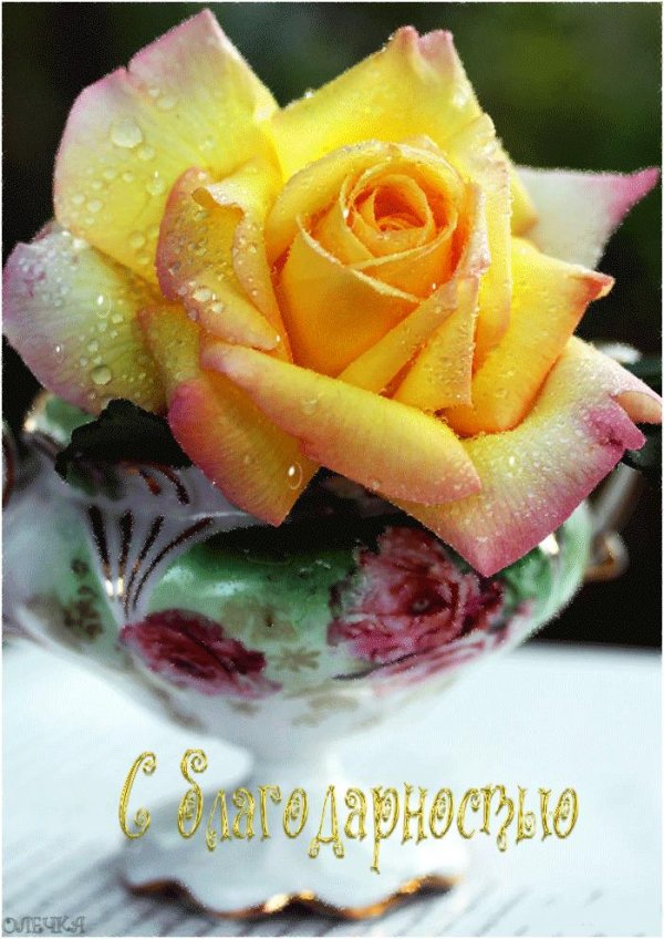 жёлтая роза