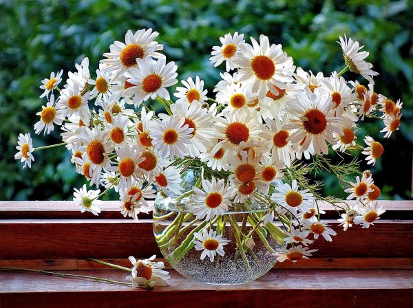 букет ромашек