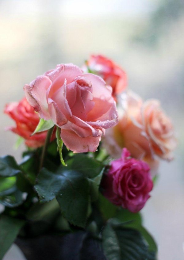 розочка для настроения