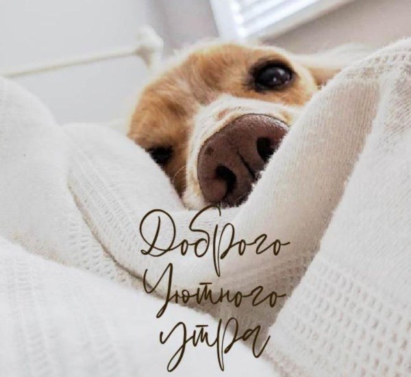 пожелания доброго утра с животными