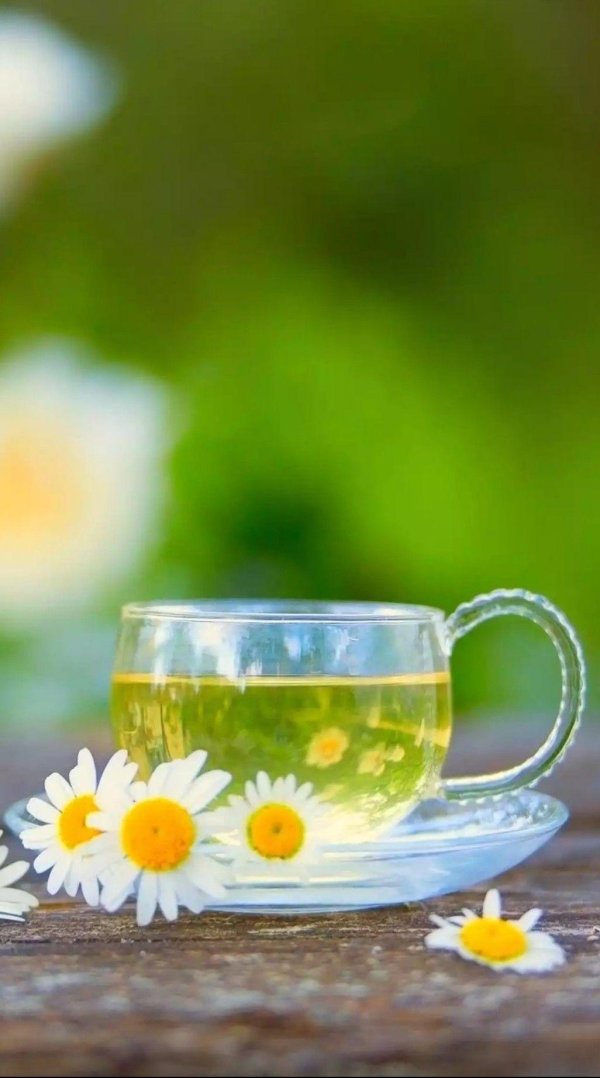 chamomile tea