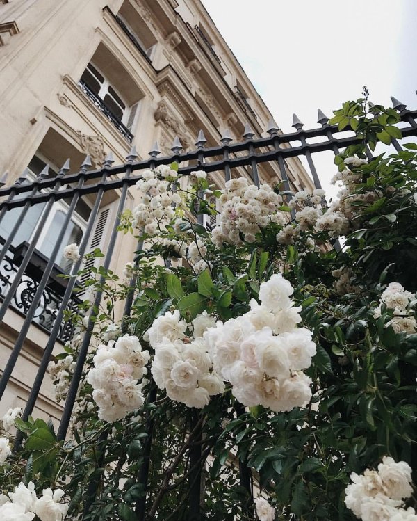 красивая цветок