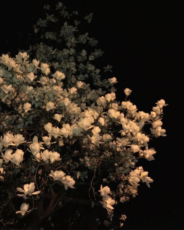 темные цветы