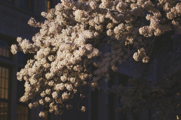 цветущие деревья