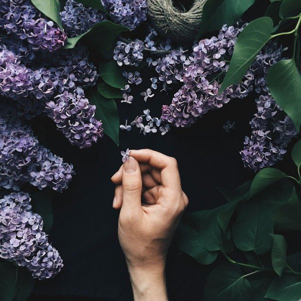 сирень сирень