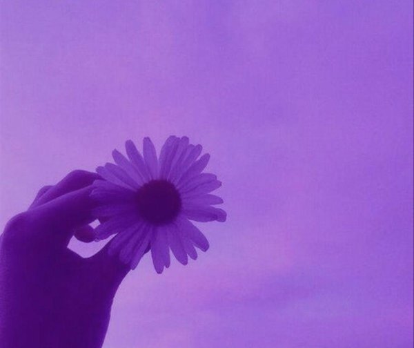 фиолетовые тона