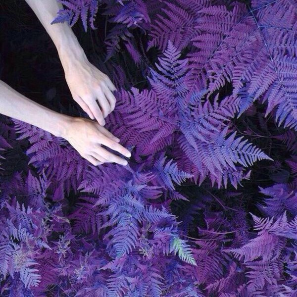 фиолетовые сохры