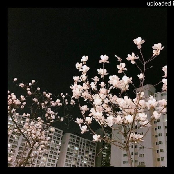 эстетика пикчи