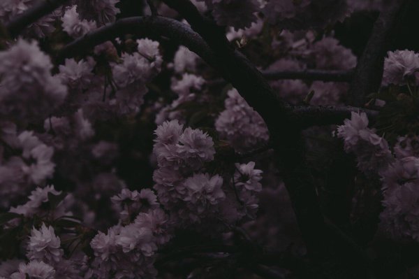 эстетика сакура