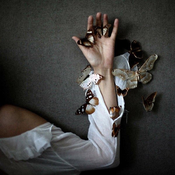 бабочка в руках